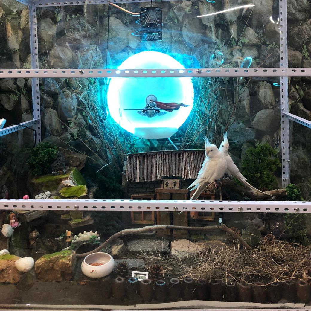 手养鹦鹉、技能鸟（回收鹦鹉）