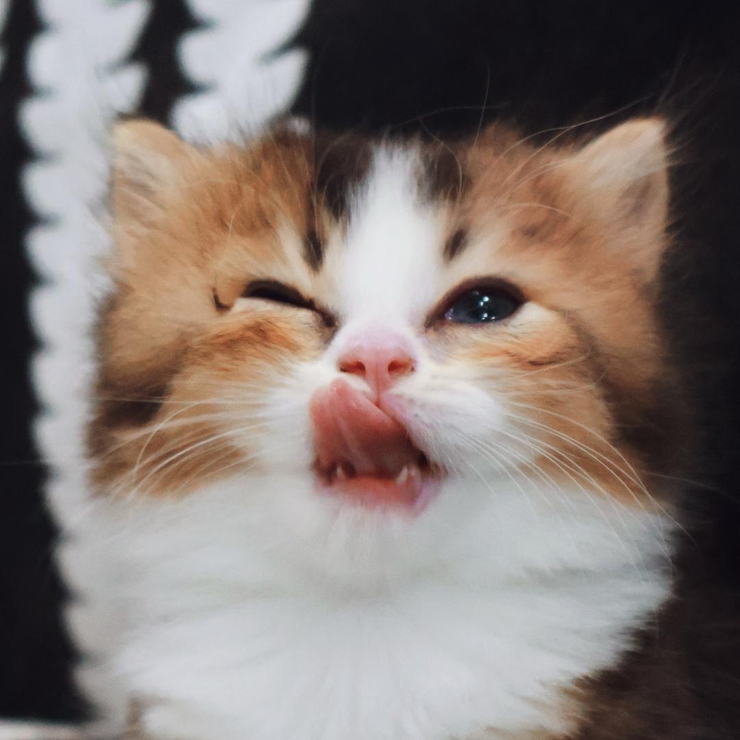 赞赞是小猫🐈