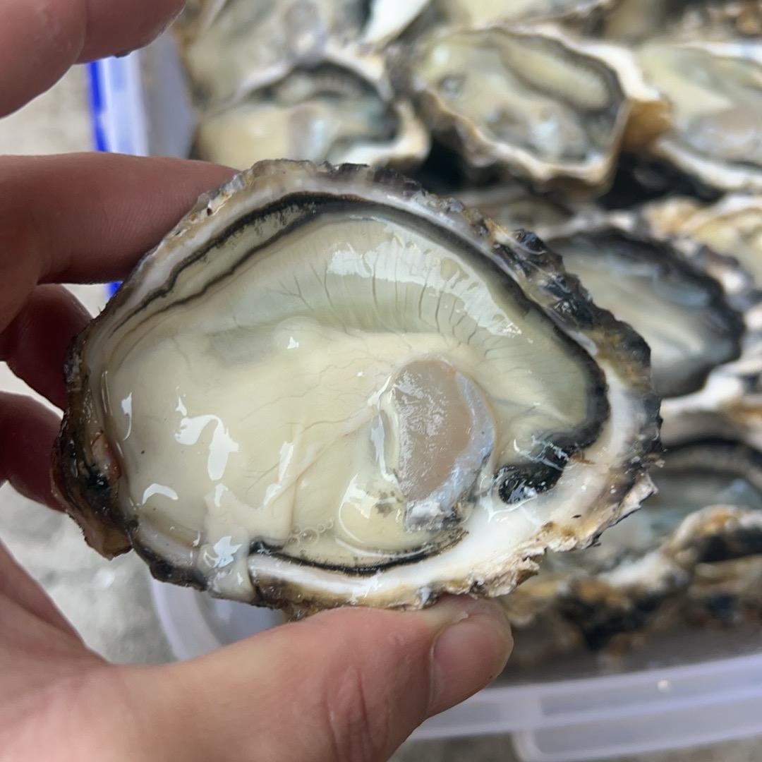 审大夜市烤生蚝