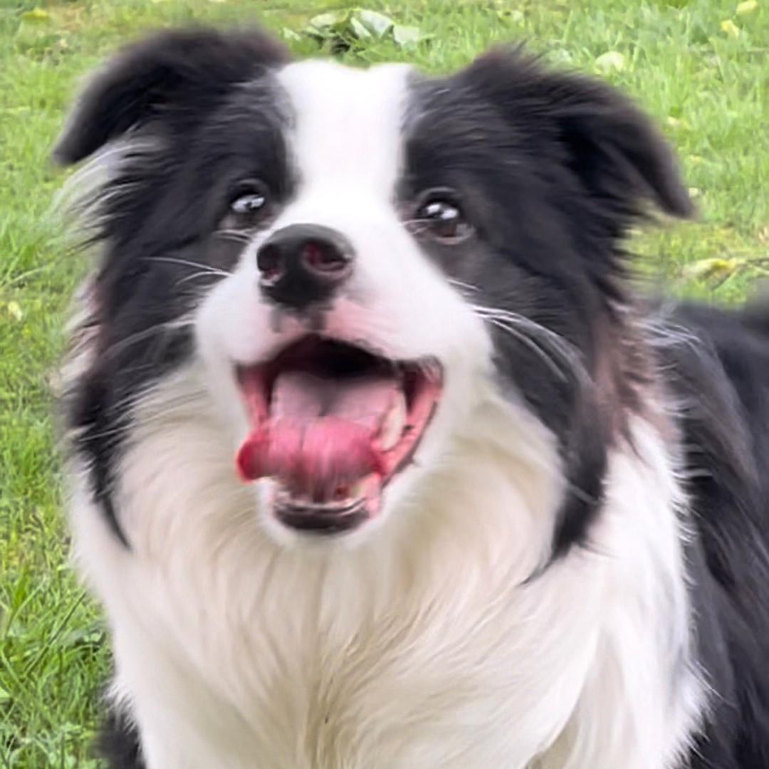 Nico和她的朋友们