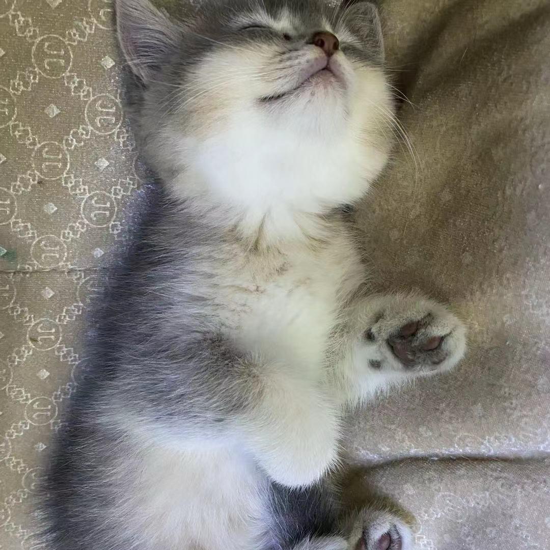 猕猴桃的桃