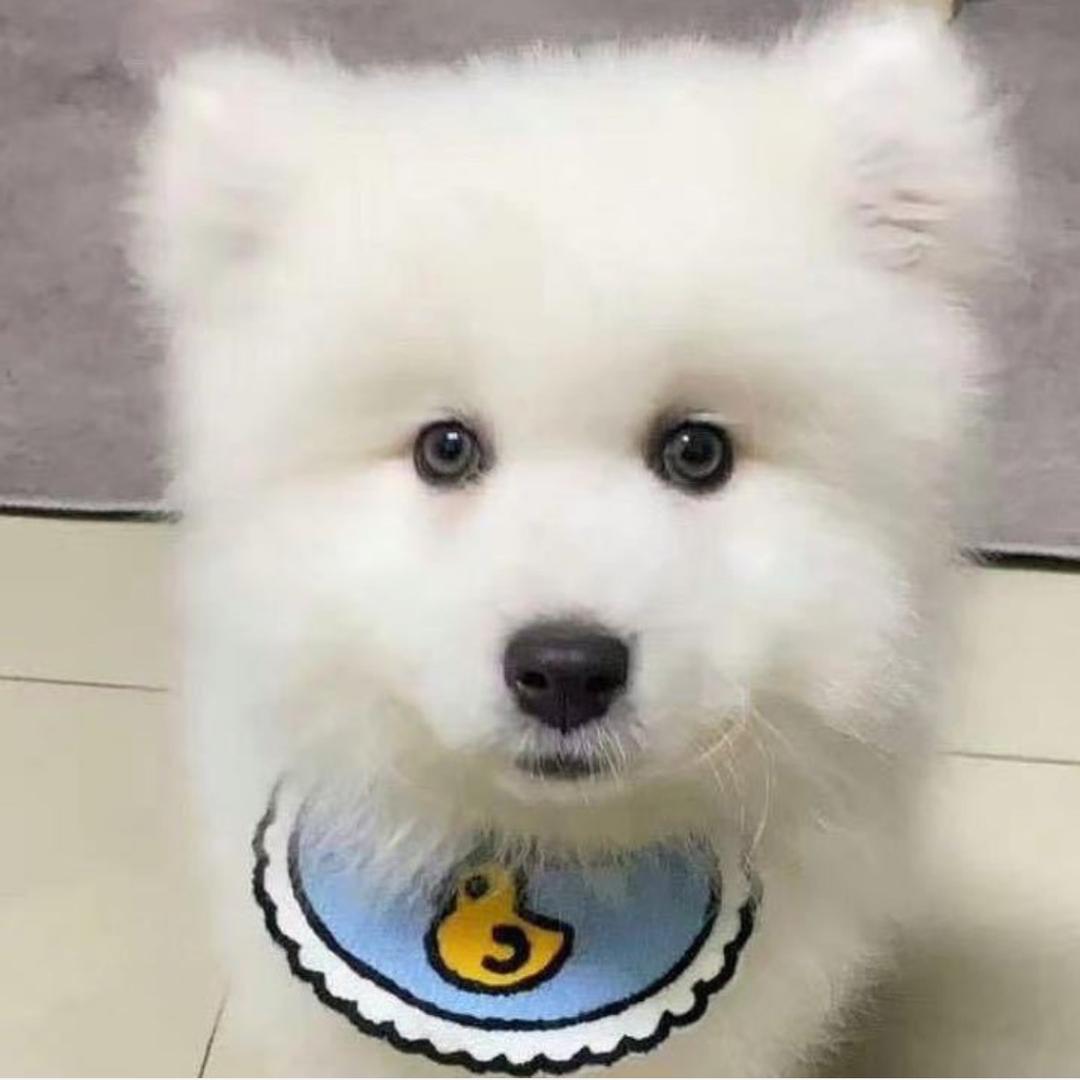 吃什么zz