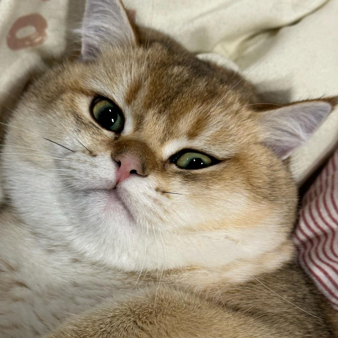 奥莉奥