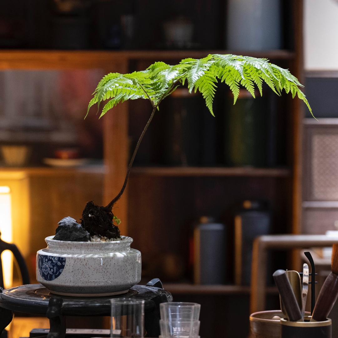 蕨悟
