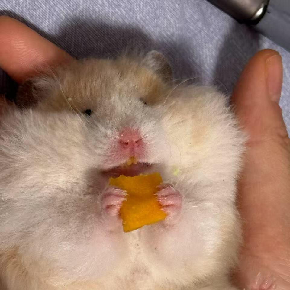 美妆鼠王（接妆版）
