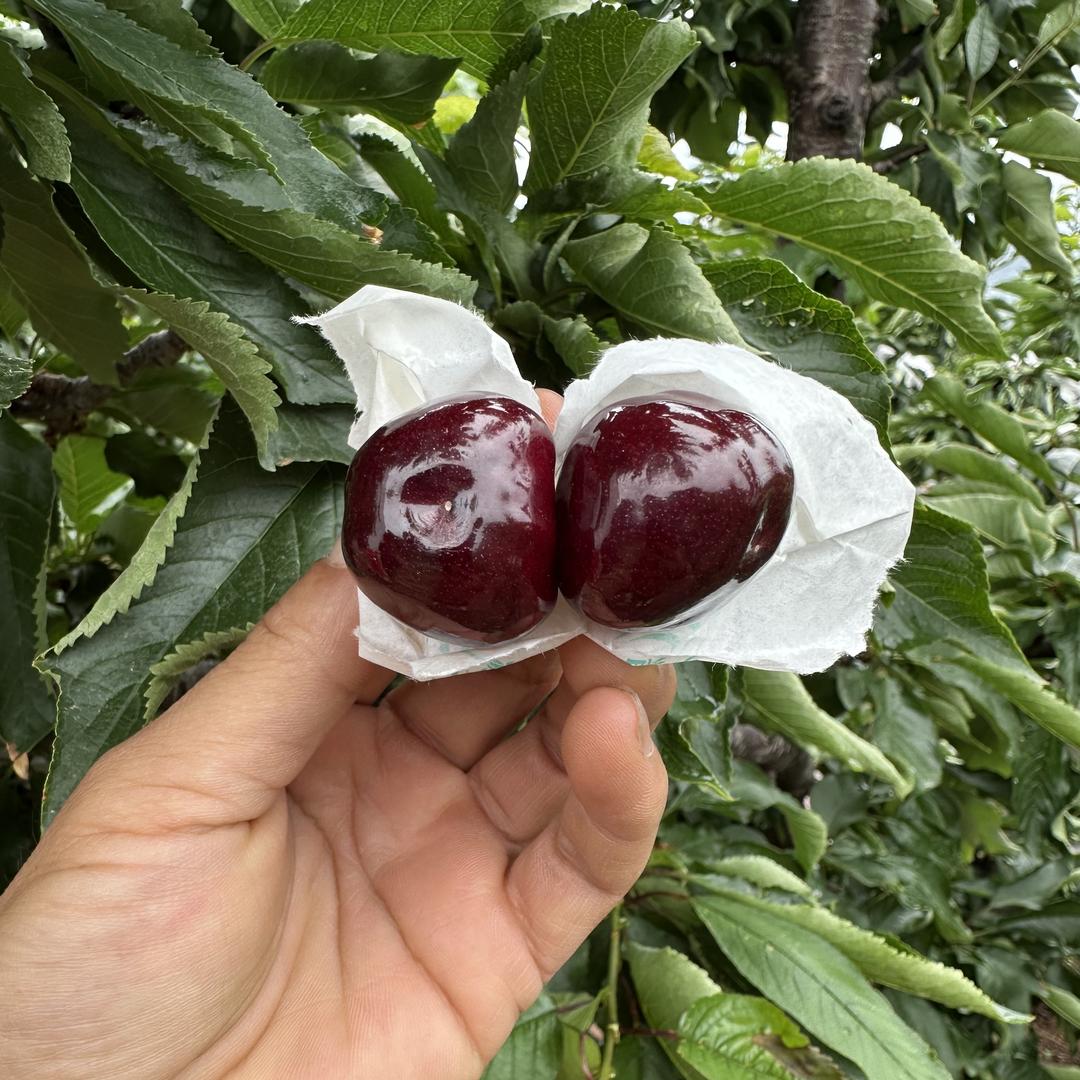 华锐水果