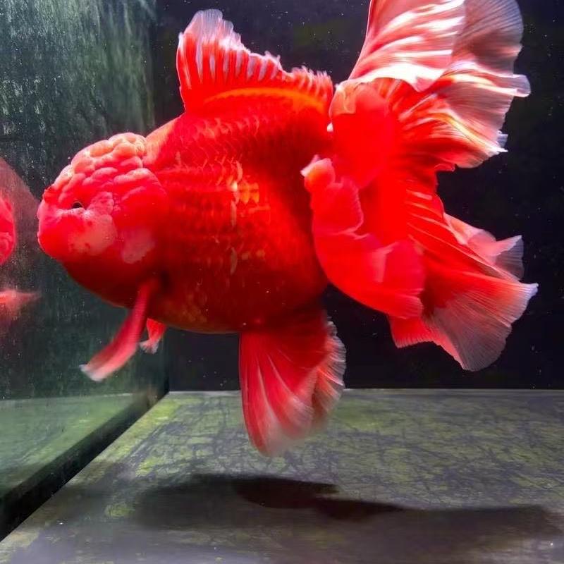 阿迅泰狮水族馆