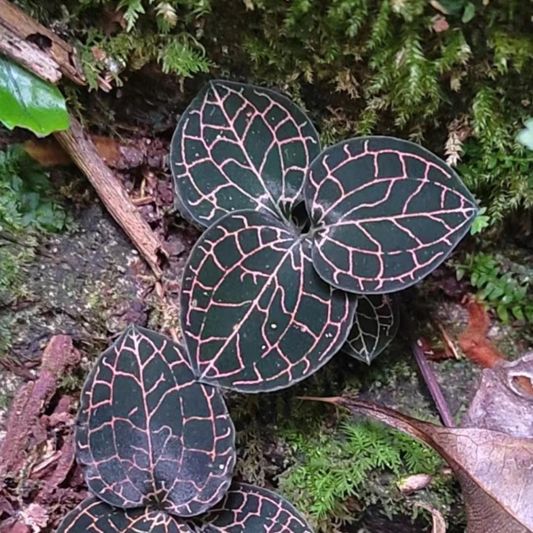 邂逅.百草