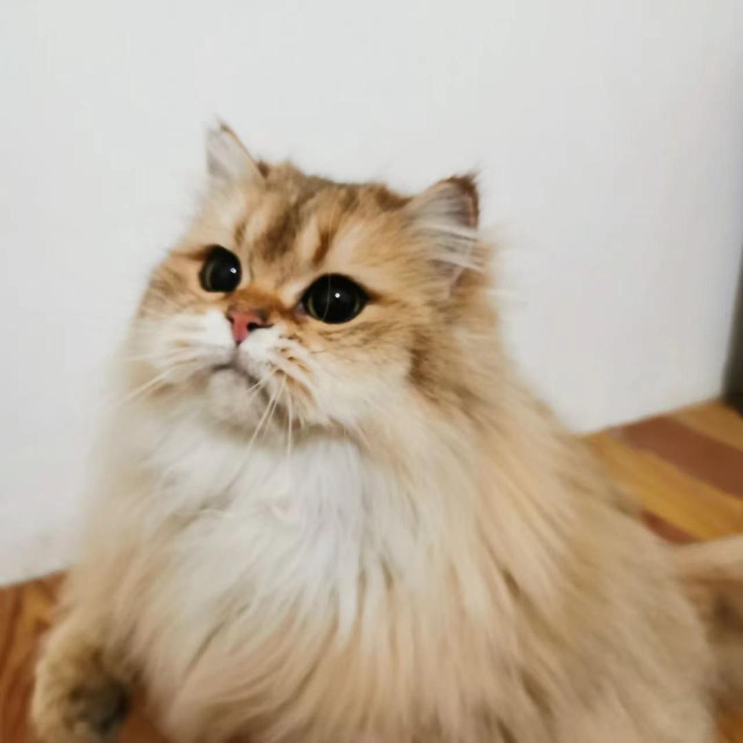 招喵兜狗宠物生活馆(长岭阳光店)官方号