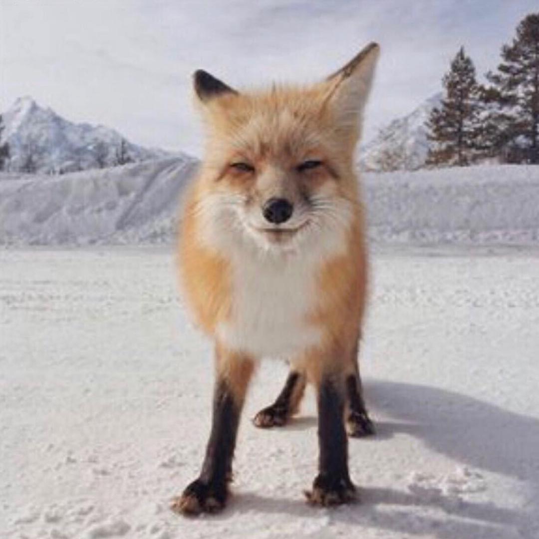 年改🦊