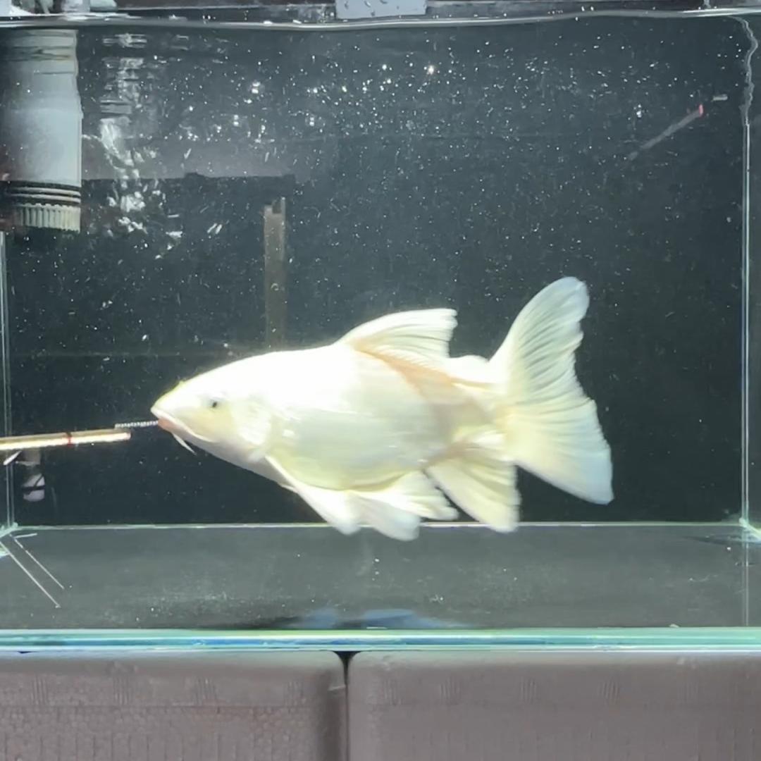 成阳水宠之家