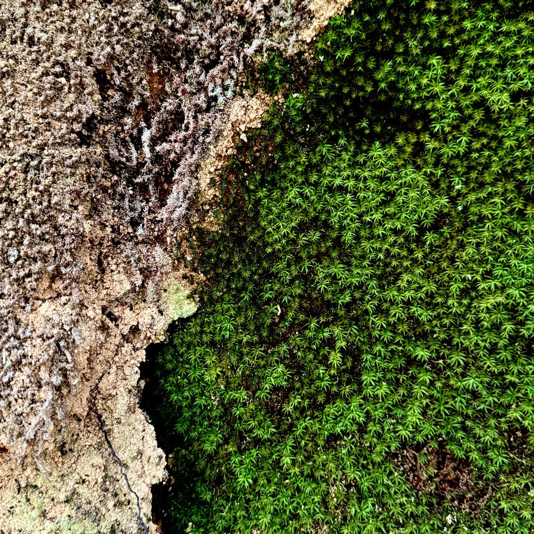 躲在墙角烤地瓜