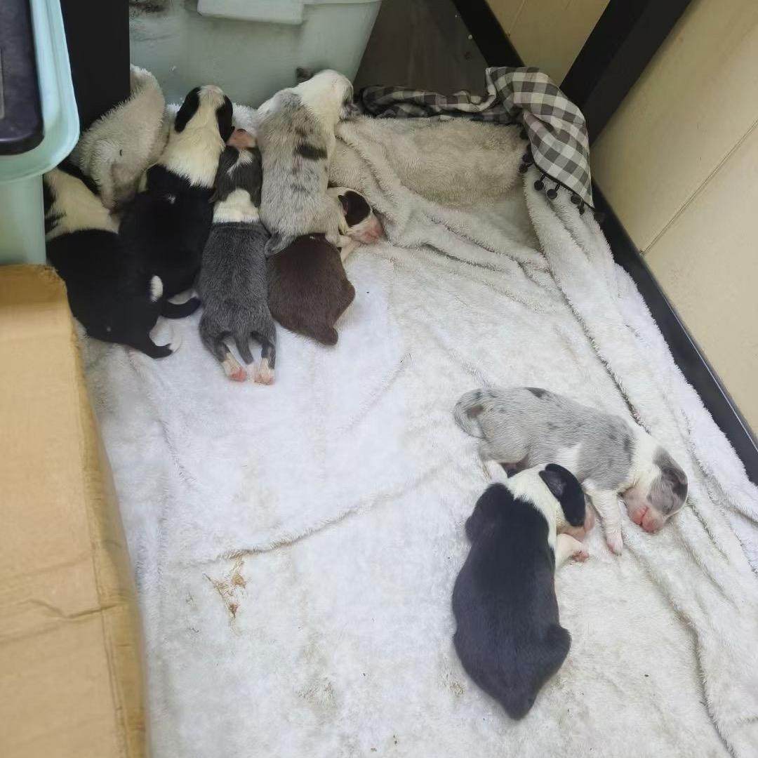 边牧.小边牧宝宝