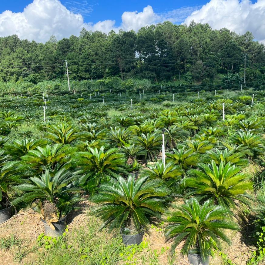 铁树基地直销