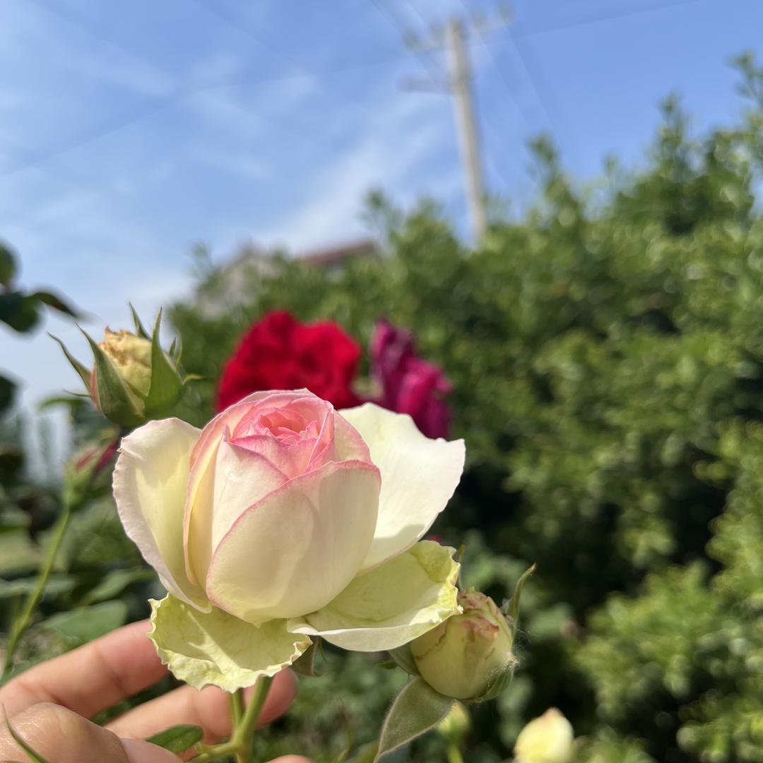 物茹康