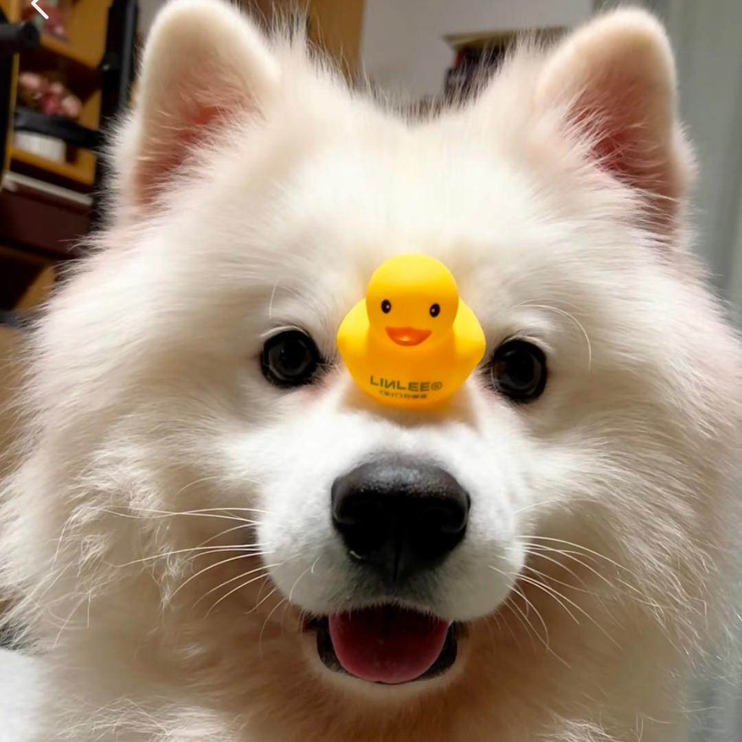 张机