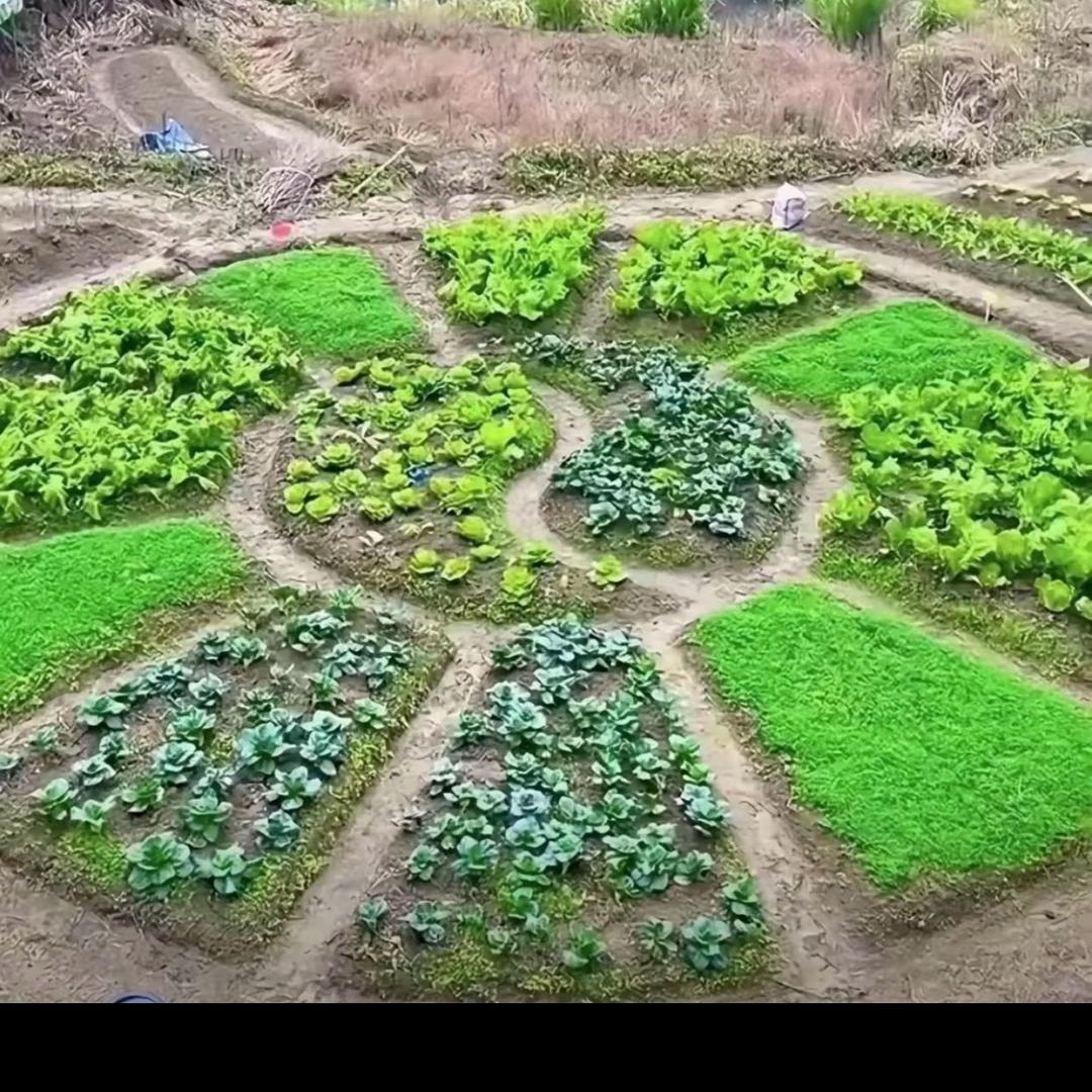 思乡娃
