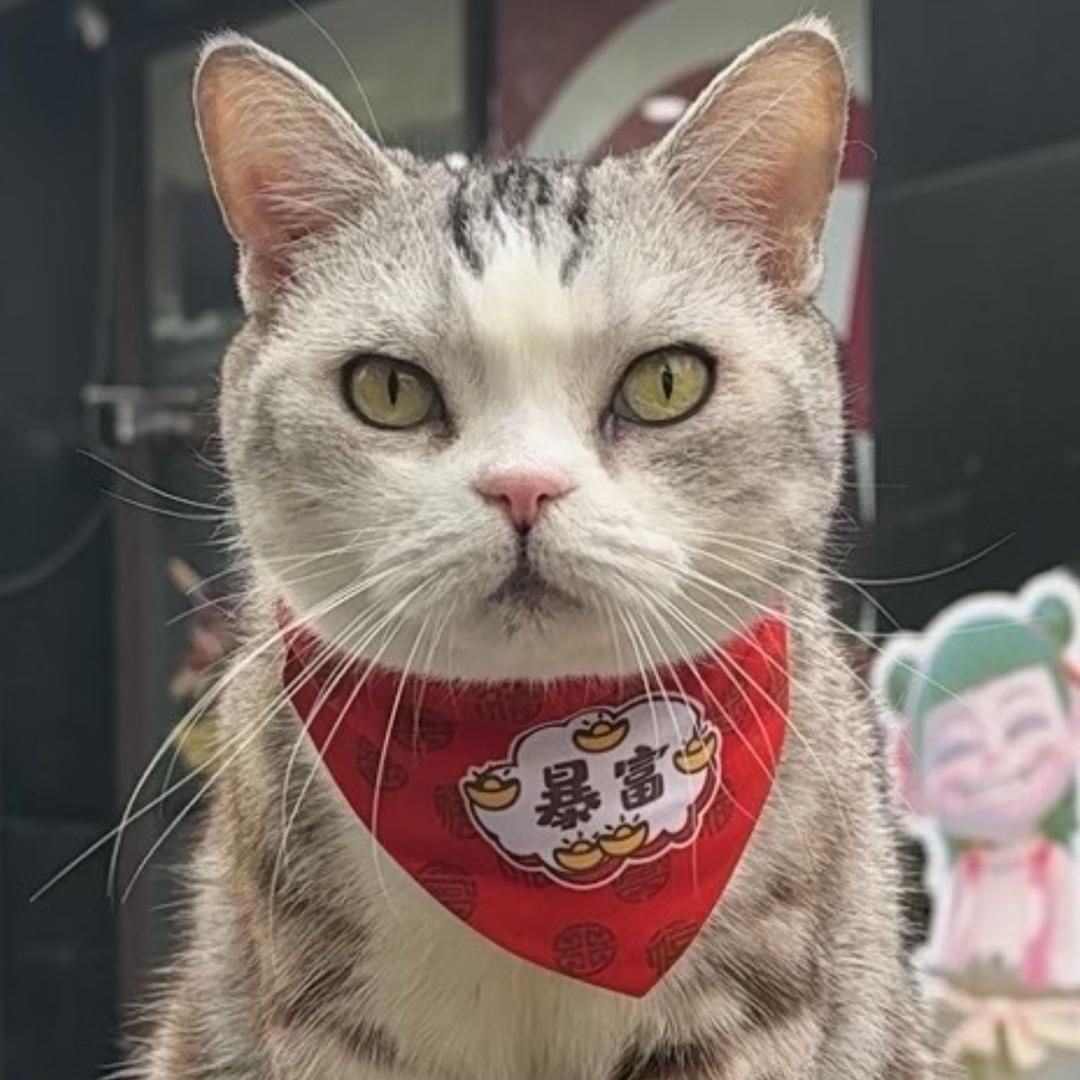 魏官人(真健身版)