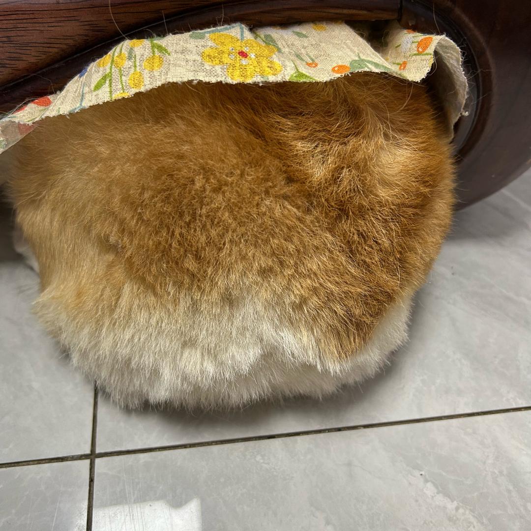 龟速小高