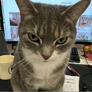 吃猫的芝士