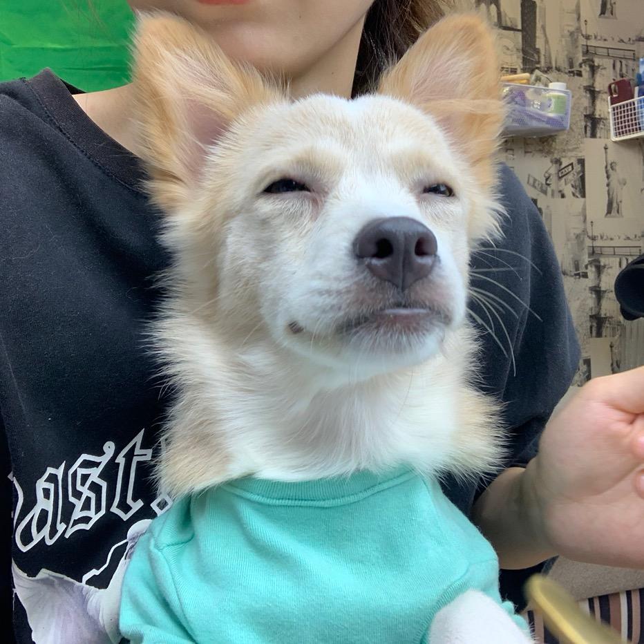 宠物侦探
