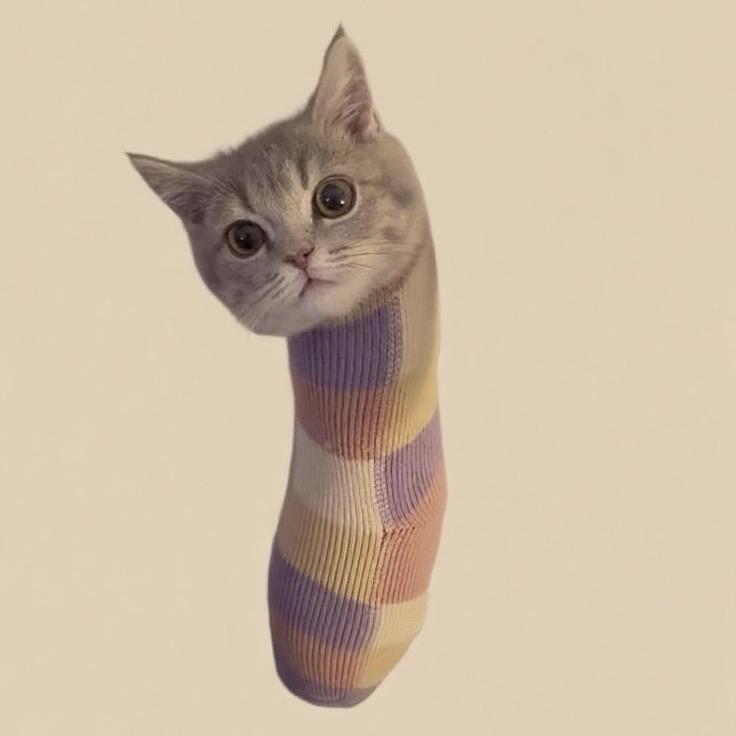 木川的猫猫虫