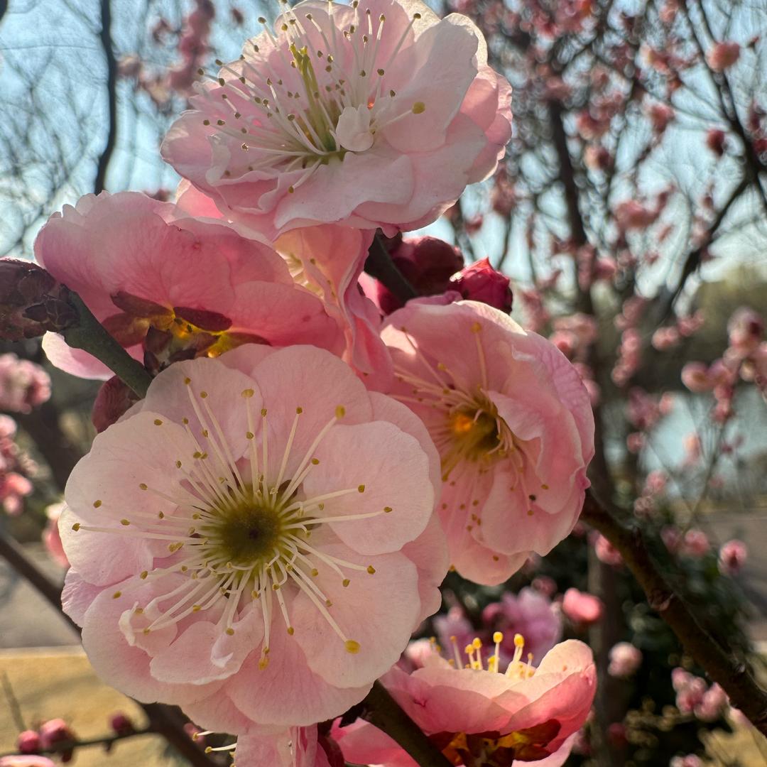 花开富贵，