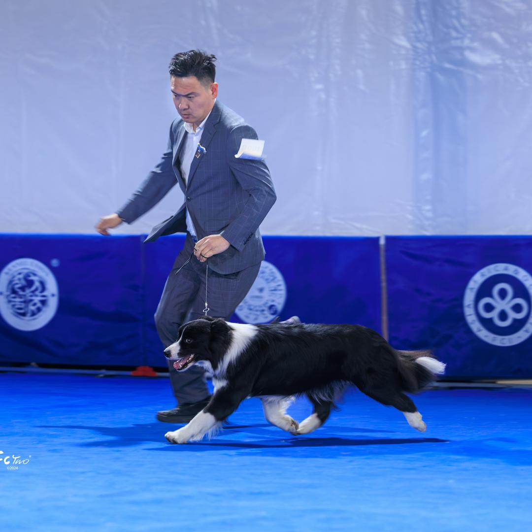 瑞亚边牧犬舍