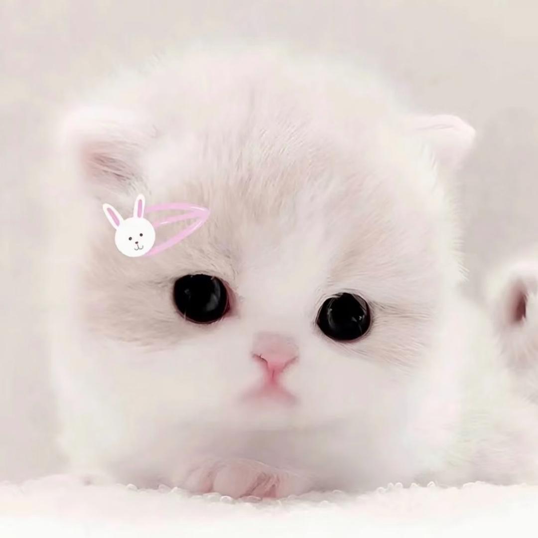 爱吃草莓尖尖🍓