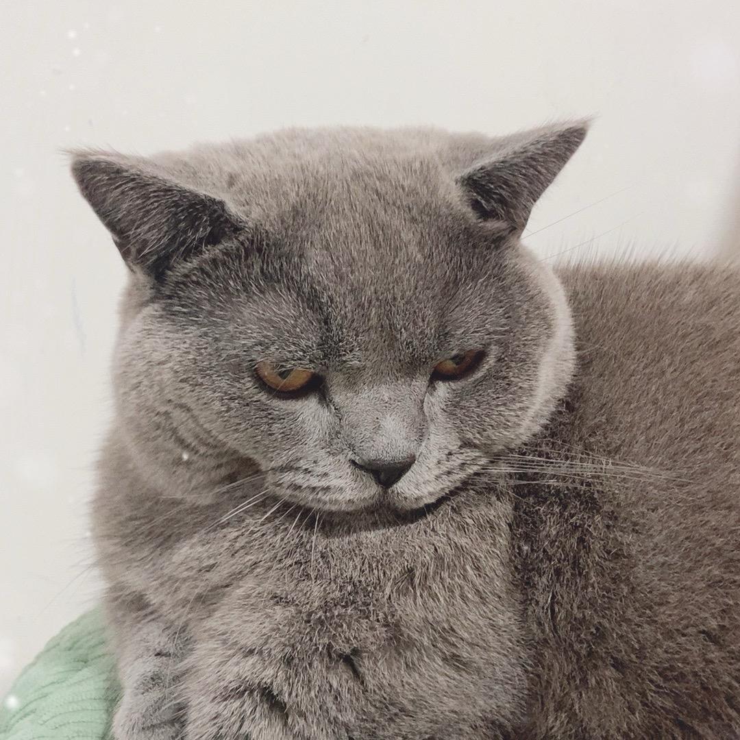 豆子是憨逗逗🫘