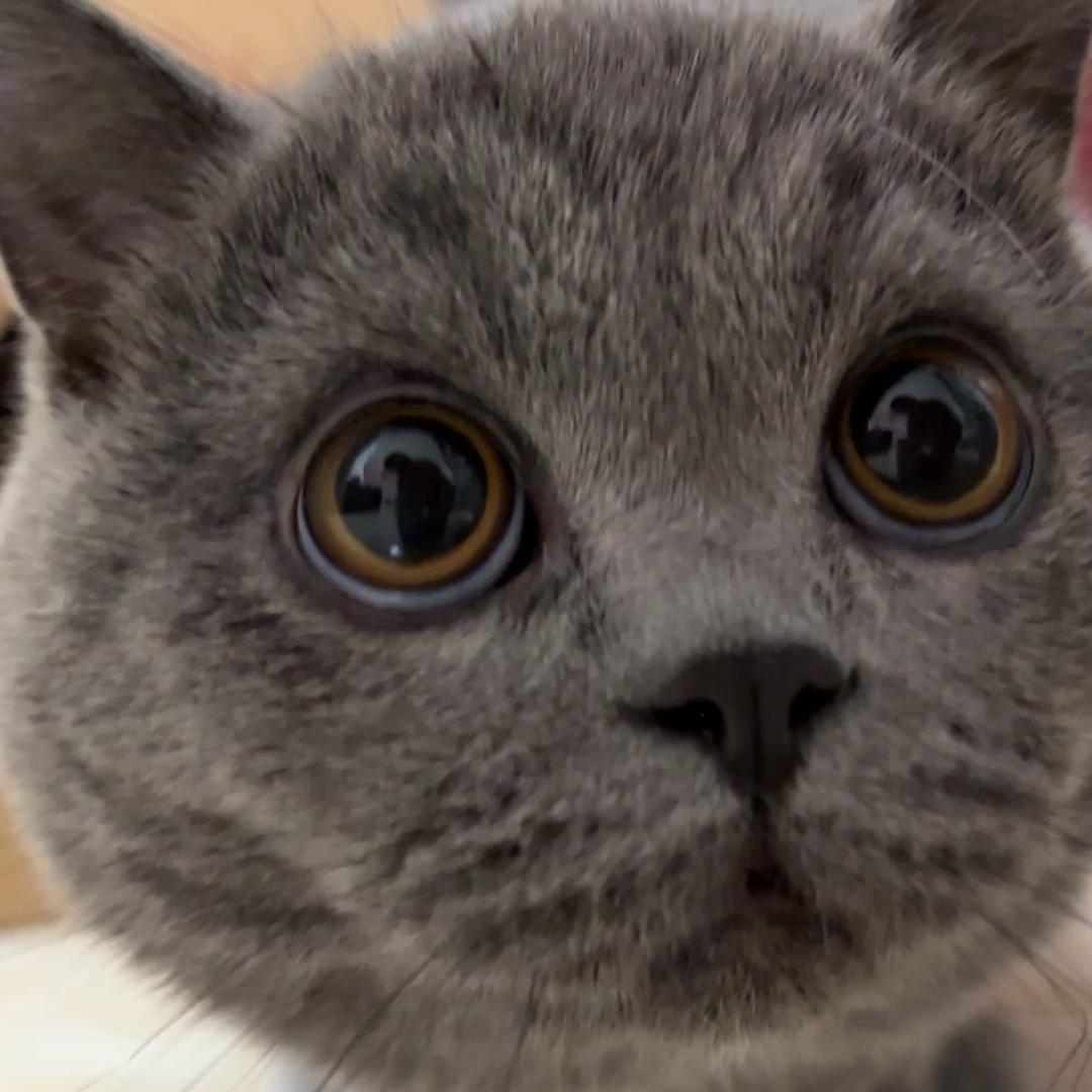 子子是只小蓝猫