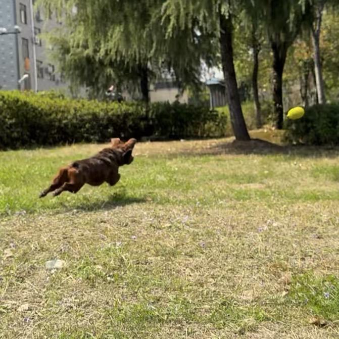 饺子🐶不会扛枪