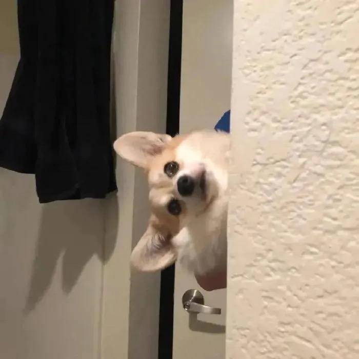 薛定谔的喵喵喵喵