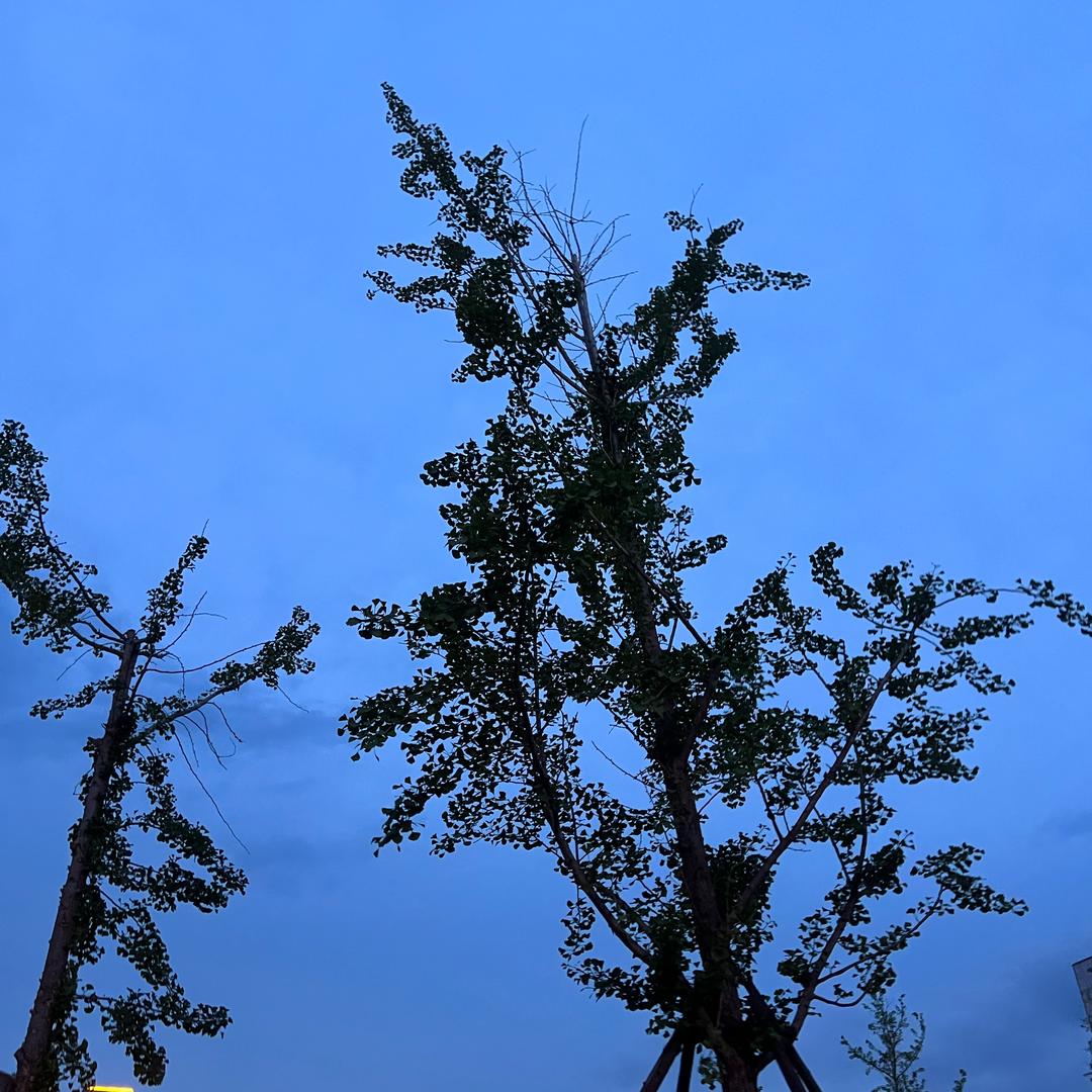大白杨