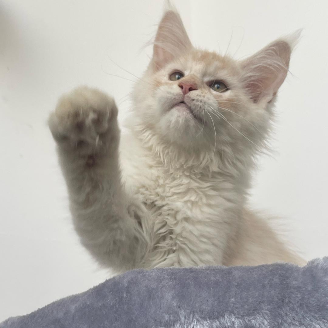 A 乐屿宠 接洗护寄养