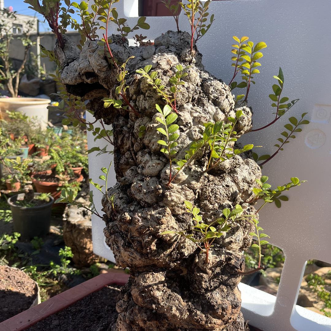 小王子园艺场