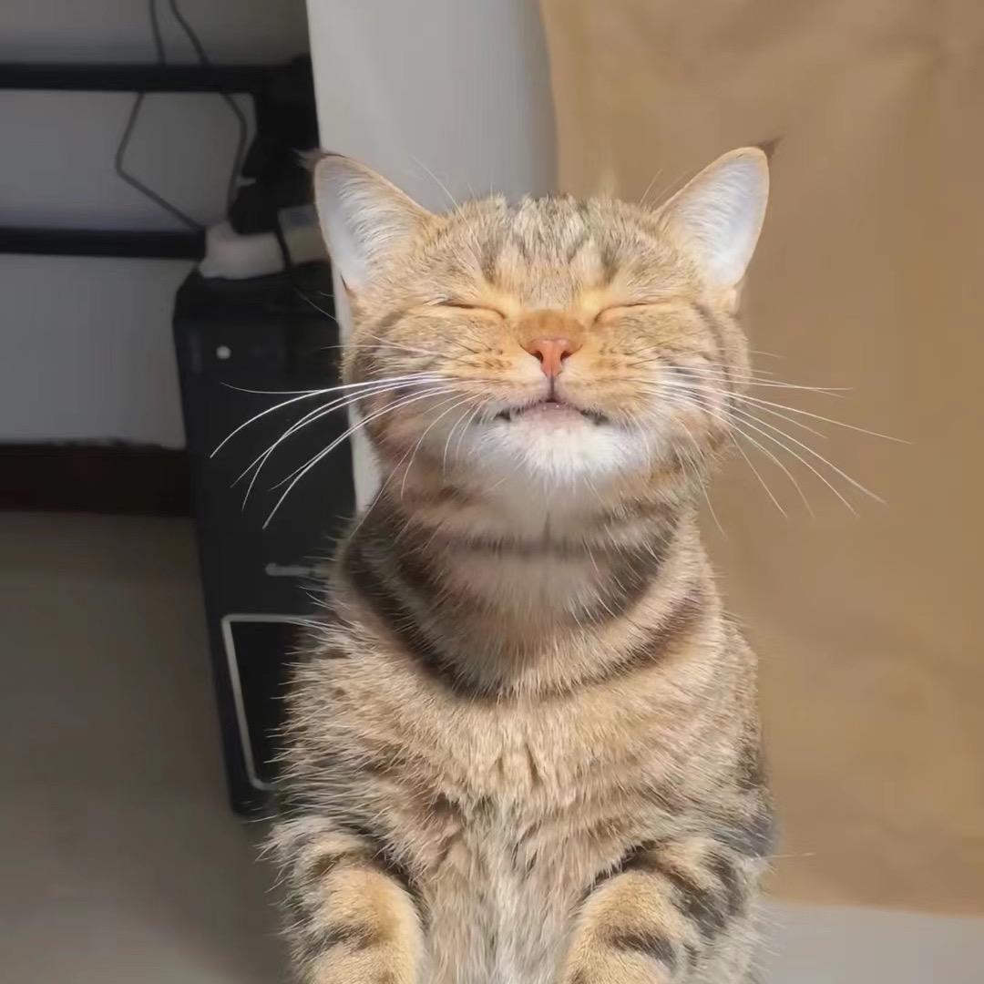 芹菜小猪