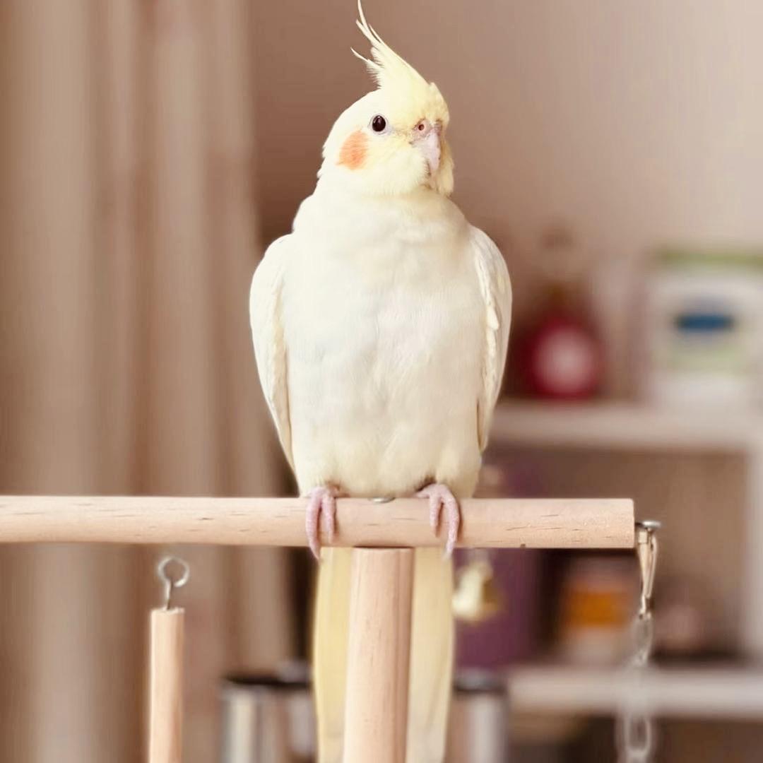 宠物黄弟店六六萌宠