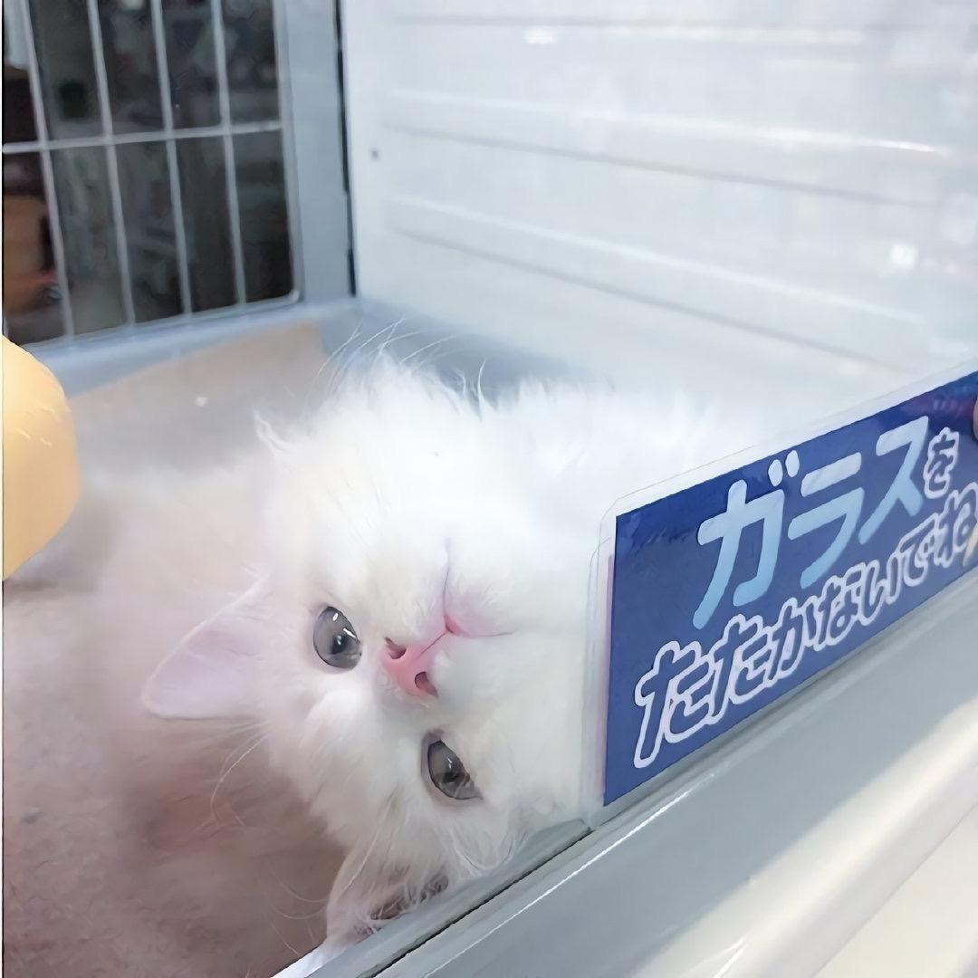 小猫头