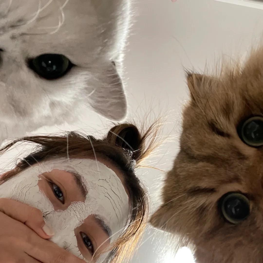 喵九戒🐱厦门家庭猫舍