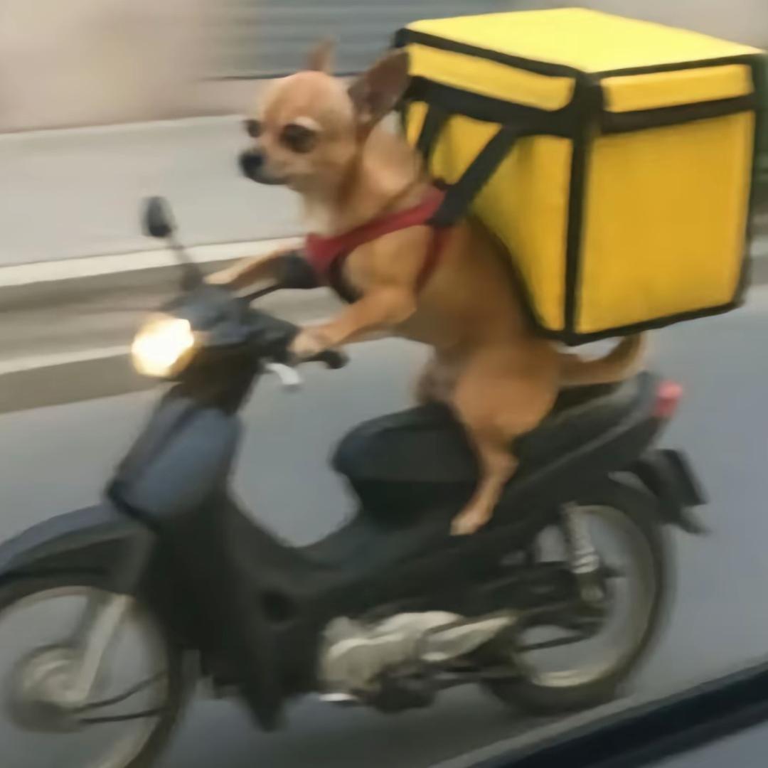 歇会凯莉