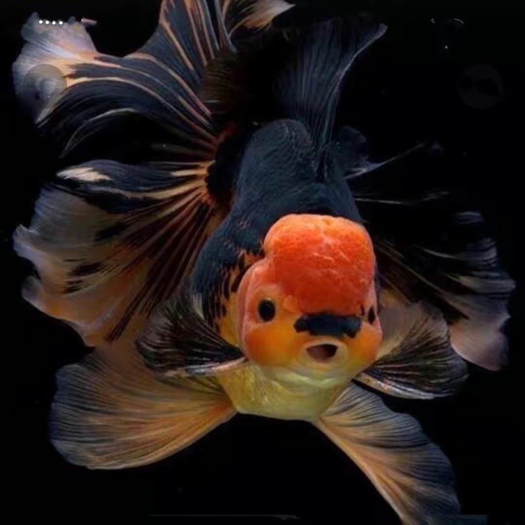 鱼儿🐟鱼仔