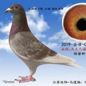 赛鸽联盟～马道驰