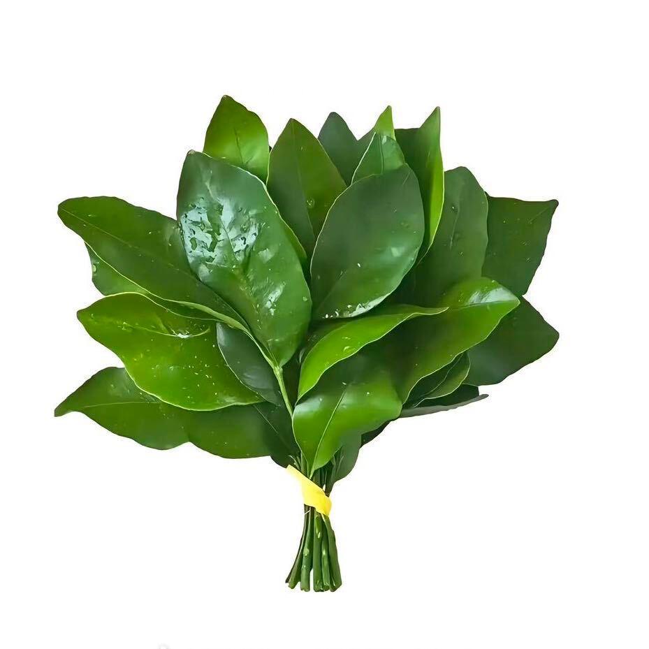 柠檬酱呀