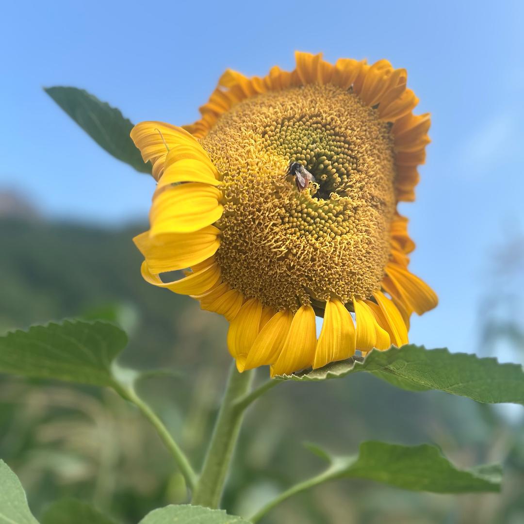 马语萱