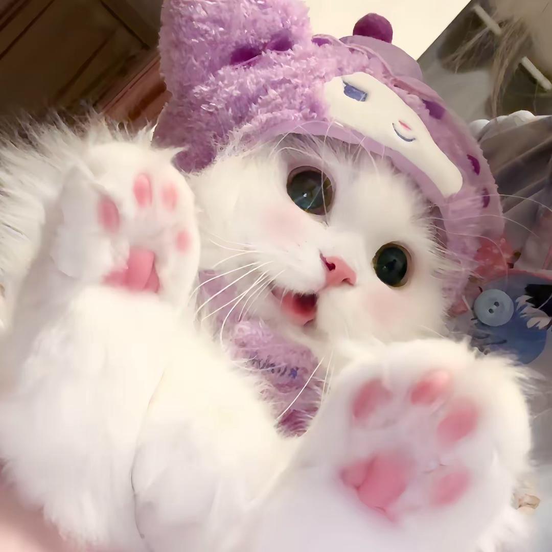 阿᳐狸饱饱᳐᳐.੭ﾞ