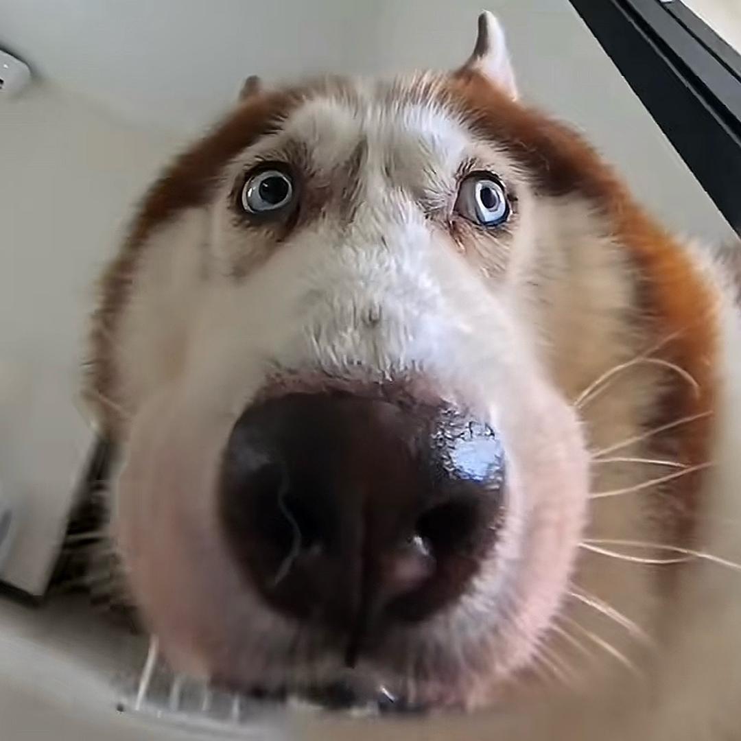 樱桃小丸犊子Oᴗoಣ