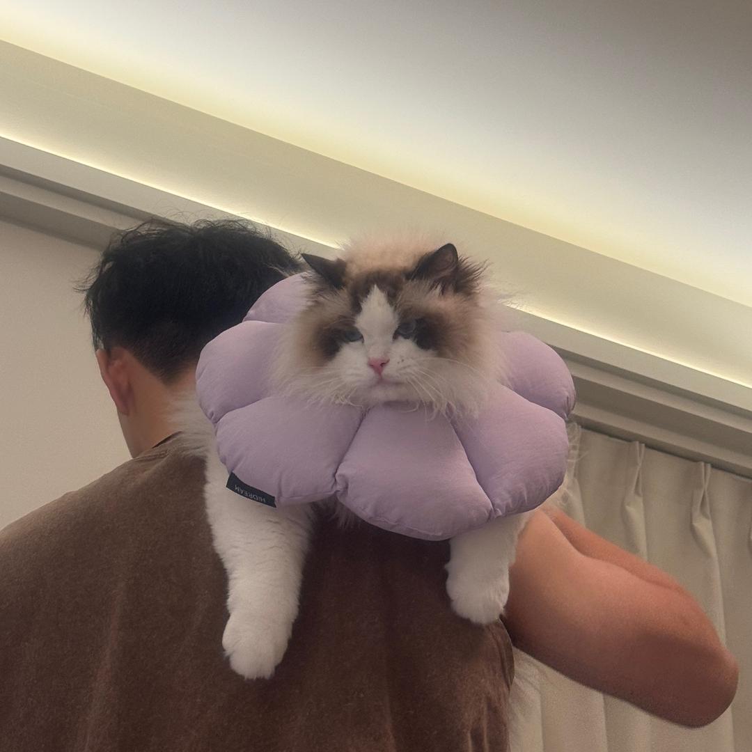 萧萧