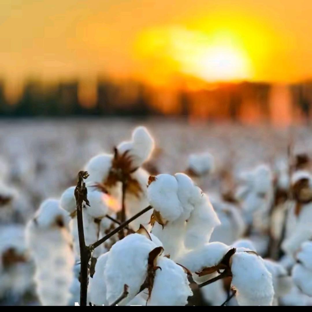 新疆小棉匠棉被仓