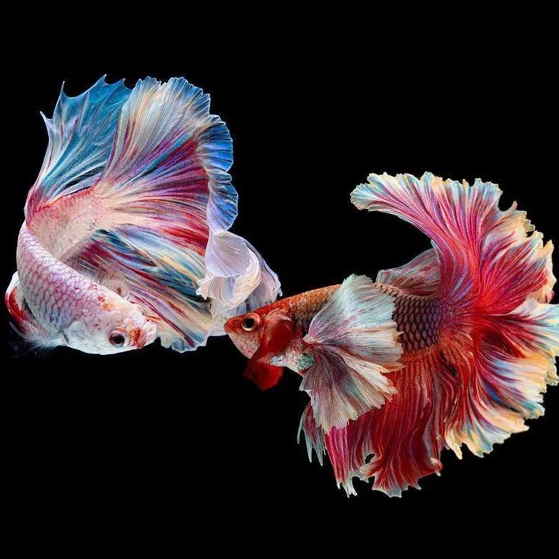 小汽泡水族馆